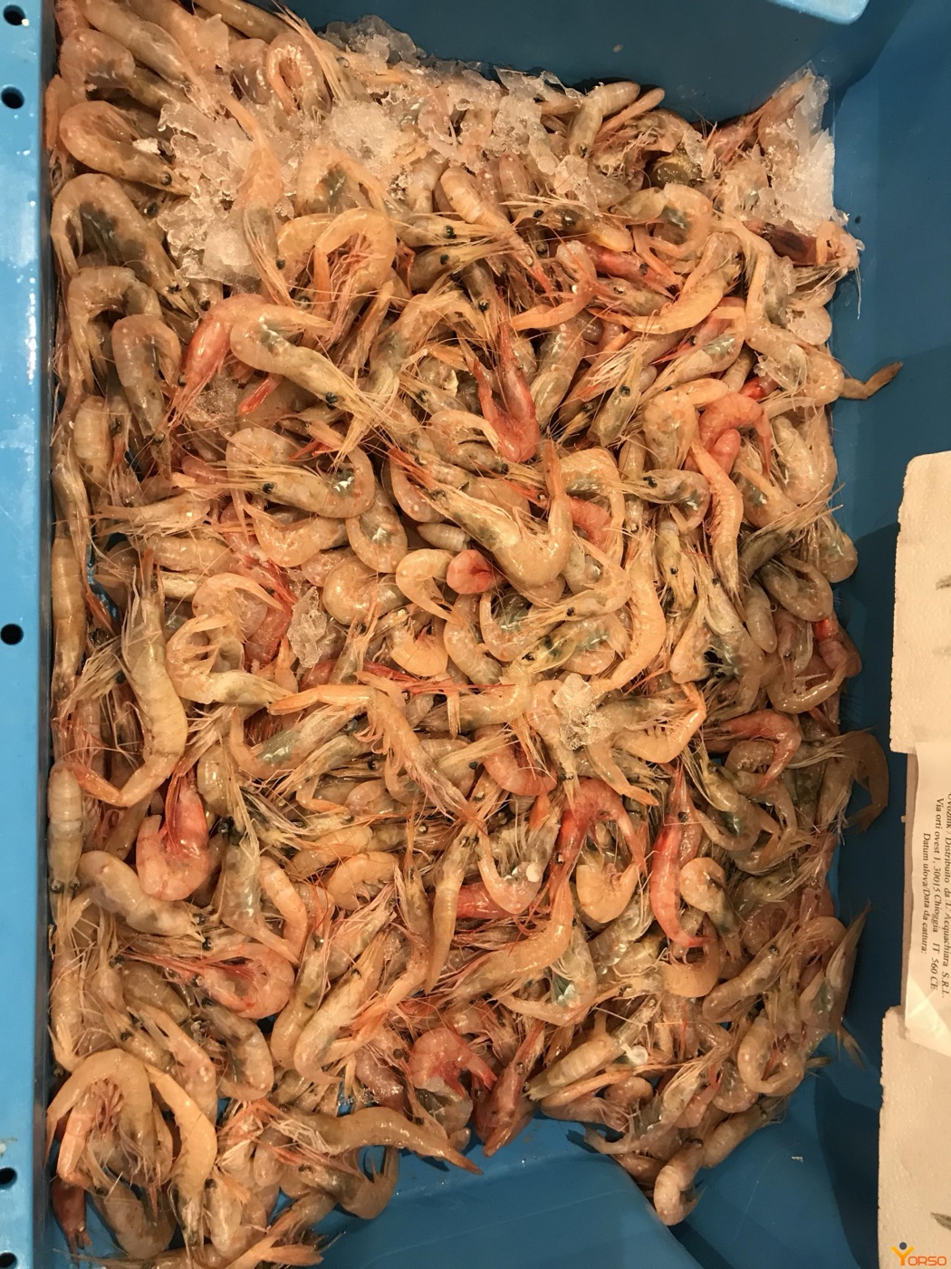Rose shrimp
