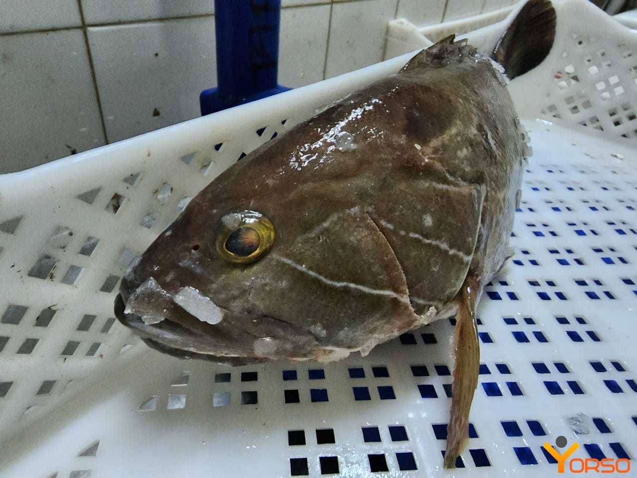 Mérou blanc