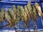 Royal spiny lobster