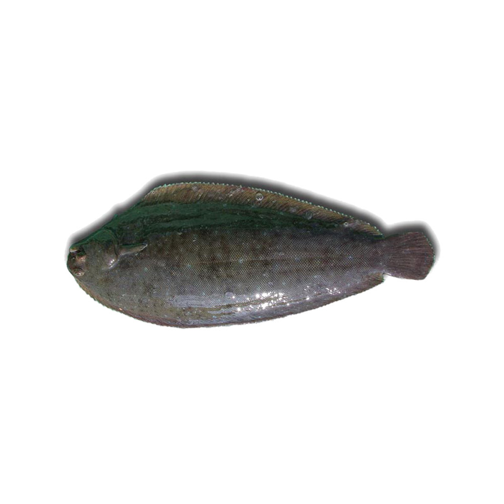 Sole sénégalaise
