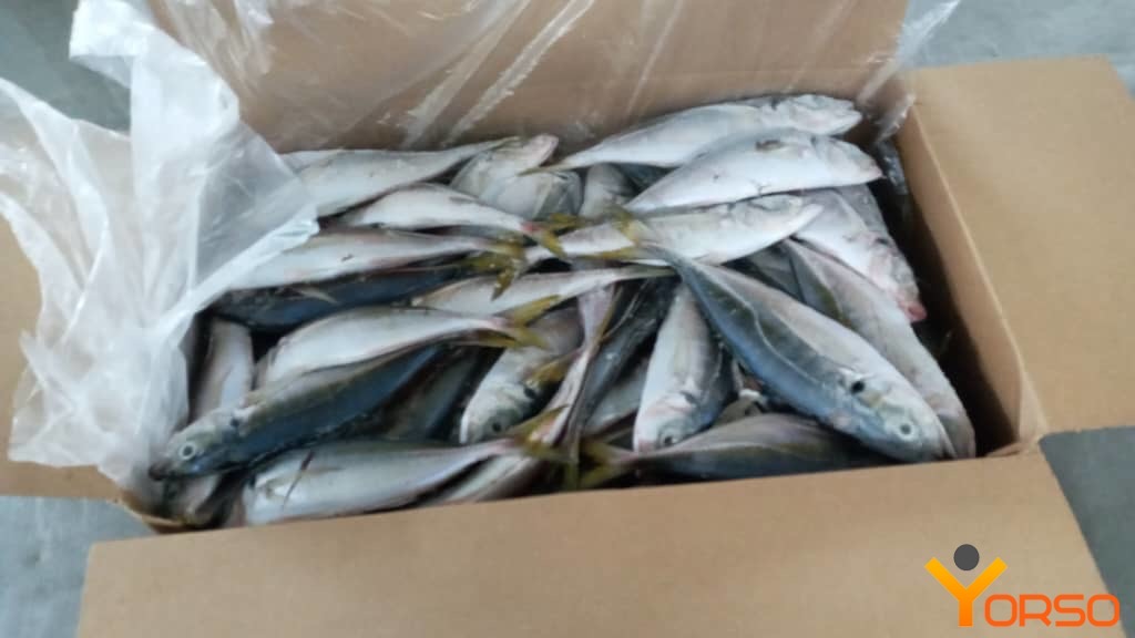 Chinchard