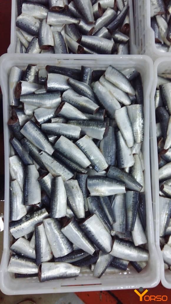 Sardine
